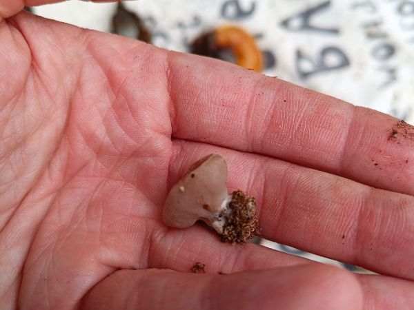 A - nejednoznačne určen&yacute;, nie sme si ist&iacute;