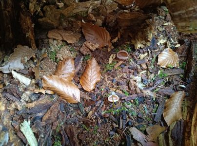 A - nejednoznačne určen&yacute;, nie sme si ist&iacute;