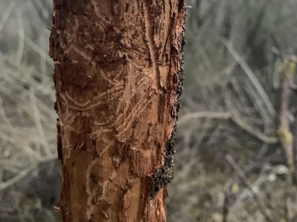 Podk&ocirc;rnik slivkov&yacute;