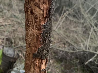 Podk&ocirc;rnik slivkov&yacute;