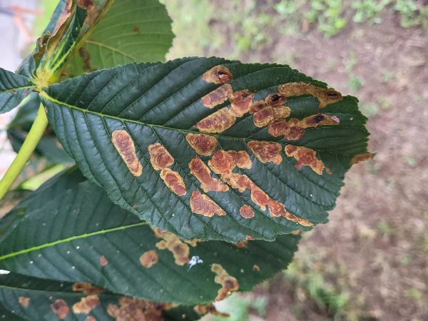 Plosk&aacute;čik paga&scaron;tanov&yacute;