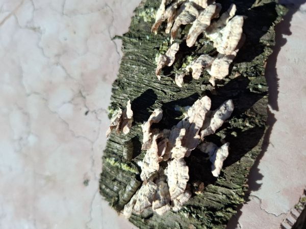 Pevn&iacute;k chlpat&yacute;