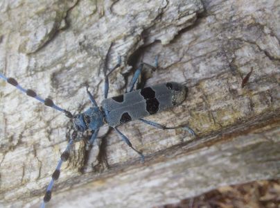 Fuz&aacute;č alpsk&yacute;