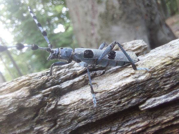 Fuz&aacute;č alpsk&yacute;