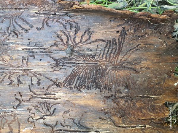 Lykožr&uacute;t smrekov&yacute;