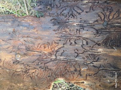 Lykožr&uacute;t smrekov&yacute;