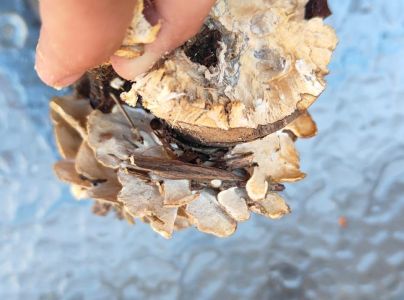 Sivop&oacute;rovka tmav&aacute;