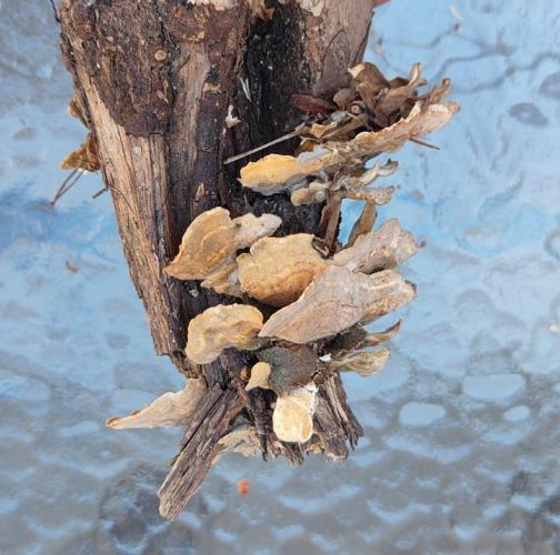 Miroslava Horáková 