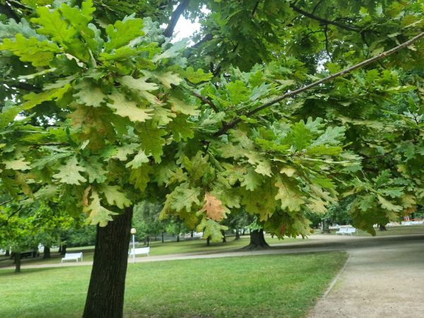 Sietnička dubov&aacute;