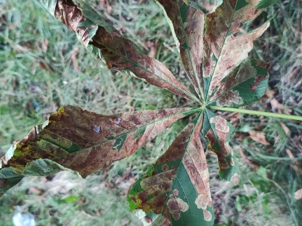 Plosk&aacute;čik paga&scaron;tanov&yacute;