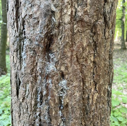  Vladimír Šalgovič