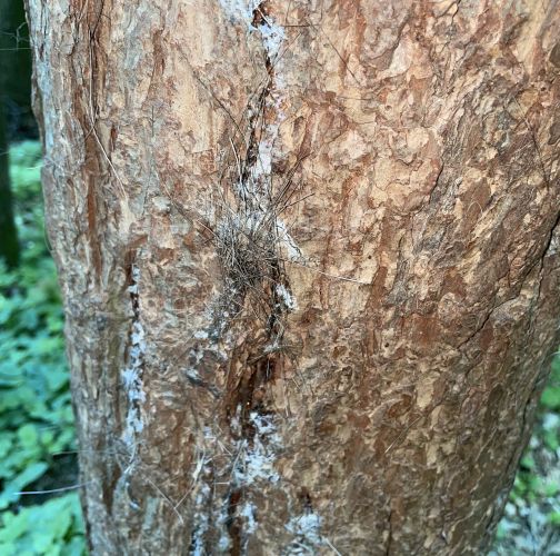  Vladimír Šalgovič