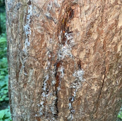  Vladimír Šalgovič