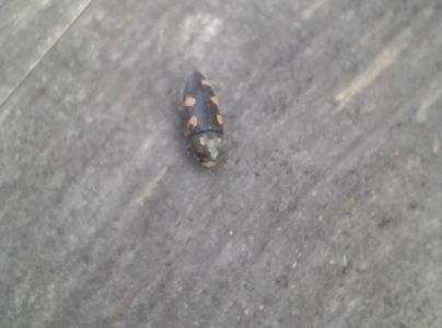 Krasoň žlto&scaron;kvrnn&yacute;