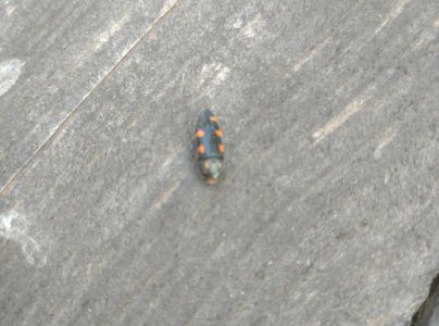 Krasoň žlto&scaron;kvrnn&yacute;