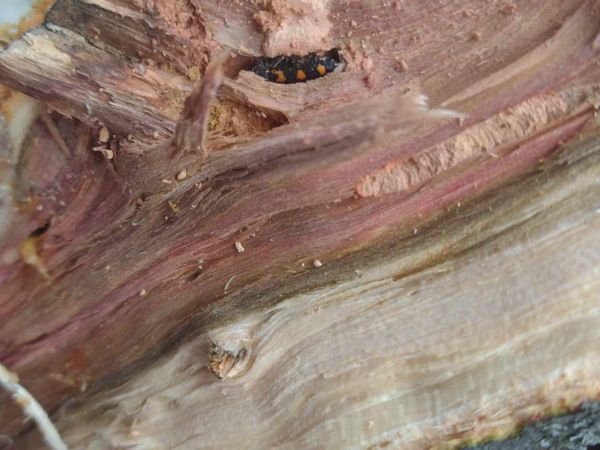 Krasoň žlto&scaron;kvrnn&yacute;