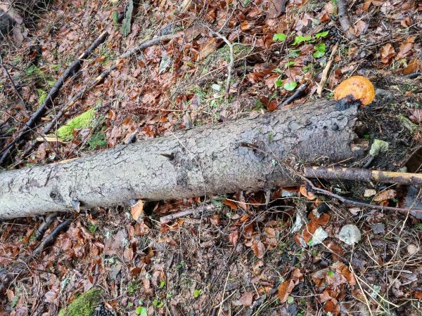 Pr&aacute;chnovček p&aacute;sikav&yacute; 