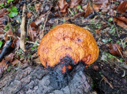 Pr&aacute;chnovček p&aacute;sikav&yacute; 