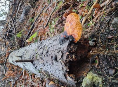 Pr&aacute;chnovček p&aacute;sikav&yacute; 