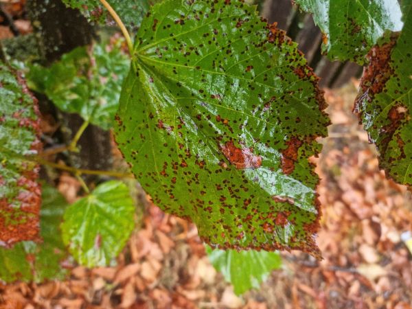 Cerkosporov&aacute; &scaron;kvrnitosť lipy