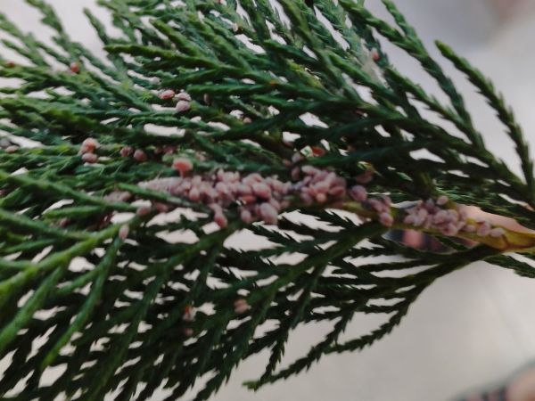 A - nejednoznačne určen&yacute;, nie sme si ist&iacute;