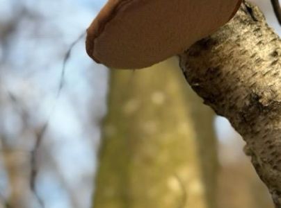 A - nie je v datab&aacute;ze