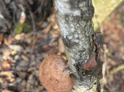 A - nie je v datab&aacute;ze