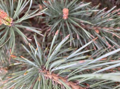 Medovnica borovicov&aacute;