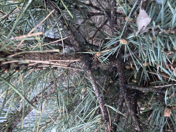 Medovnica borovicov&aacute;