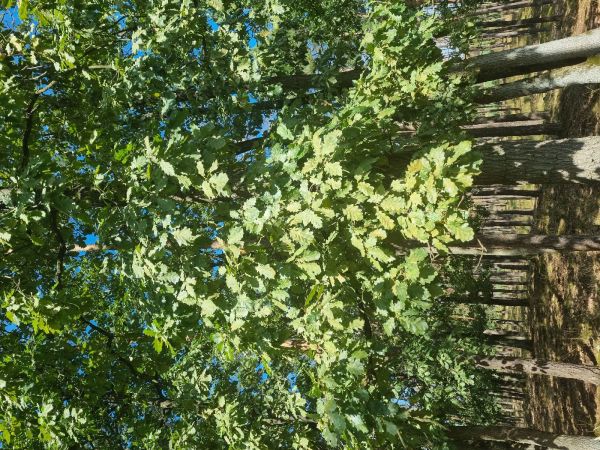 Sietnička dubov&aacute;