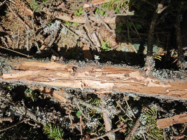 Lykožr&uacute;t smrekov&yacute;