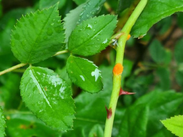 Hrdza ružov&aacute;