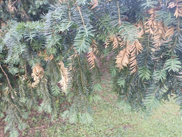 A - nejednoznačne určen&yacute;, nie sme si ist&iacute;