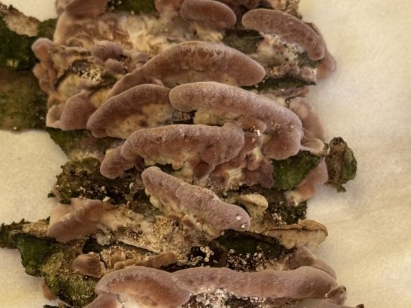 Pevn&iacute;kovec purpurov&yacute;