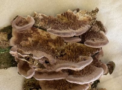 Pevn&iacute;kovec purpurov&yacute;