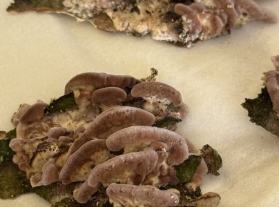 Pevn&iacute;kovec purpurov&yacute;