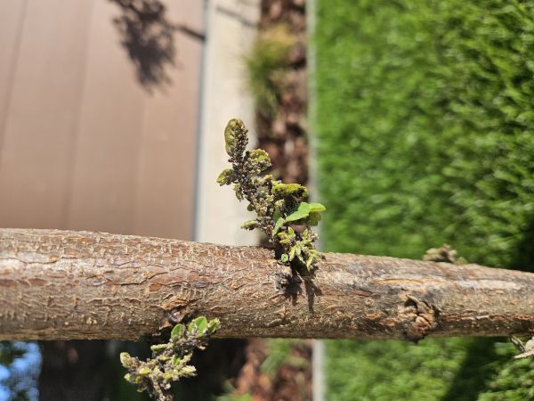 A - nejednoznačne určen&yacute;, nie sme si ist&iacute;