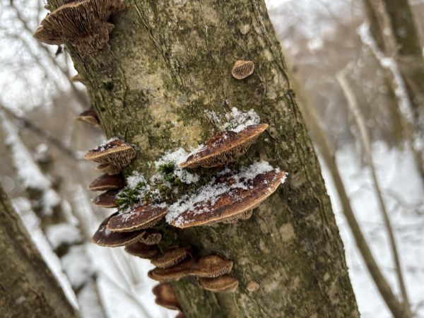 Lupeňovka brezov&aacute;