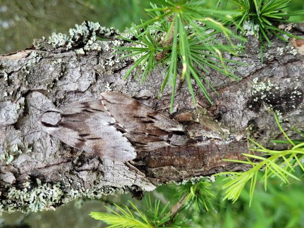 Ly&scaron;aj borovicov&yacute;