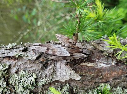 Ly&scaron;aj borovicov&yacute;