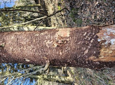 Lykokaz matn&yacute;