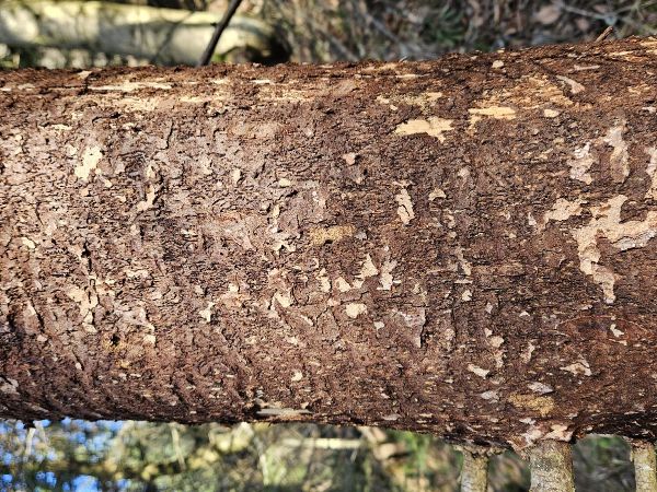 Lykokaz matn&yacute;