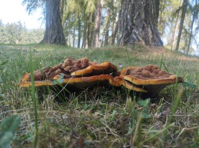 Hned&aacute;k Schweinitzov