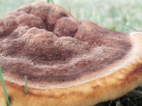 Hned&aacute;k Schweinitzov