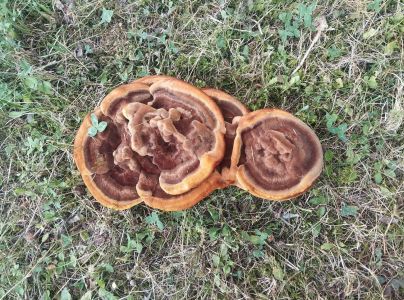 Hned&aacute;k Schweinitzov