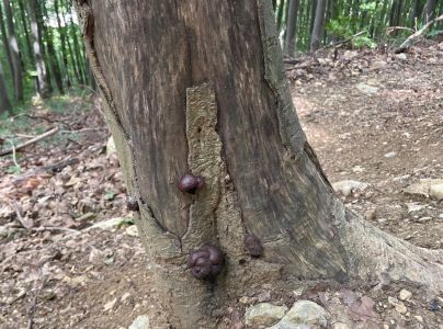 Dald&iacute;nia koncentrick&aacute;