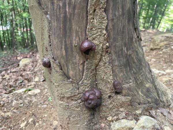 Dald&iacute;nia koncentrick&aacute;