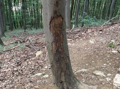 Dald&iacute;nia koncentrick&aacute;