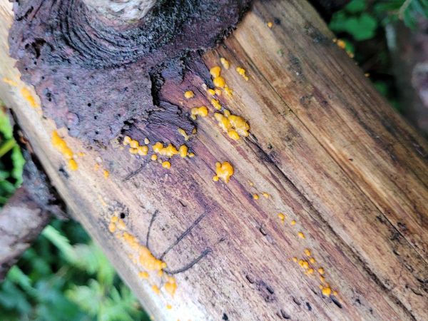 Lykožr&uacute;t korunov&yacute;