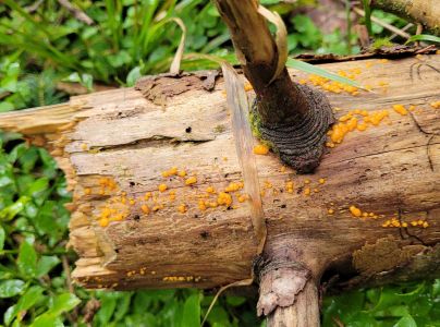 Lykožr&uacute;t korunov&yacute;